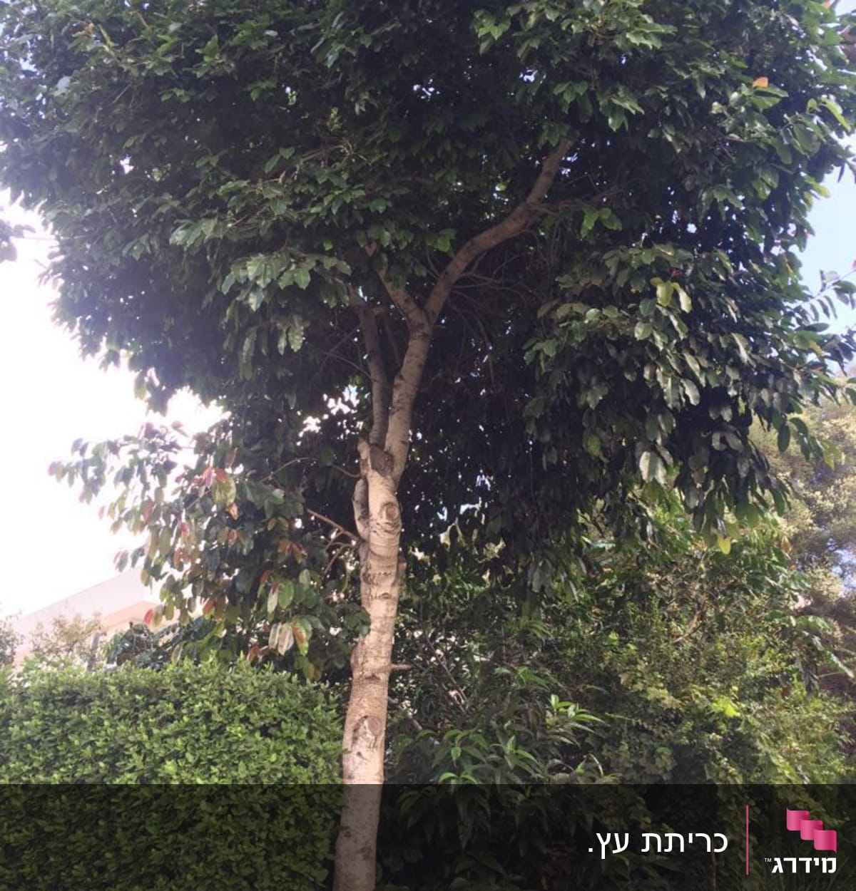 לפני כריתת העץ